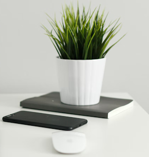 plant